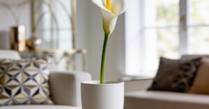 Zantedeschia: Kompleksowa pielęgnacja i uprawa kalii w domu i ogrodzie