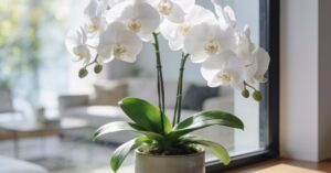 Czy niebieski storczyk zakwitnie ponownie na niebiesko? Prawda o orchidei