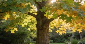 Tulipanowiec po 10 latach: jak rośnie liriodendron i odmiana Aureomarginatum