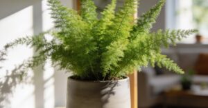 Asparagus pierzasty: przycinanie i pielęgnacja – kompleksowy przewodnik