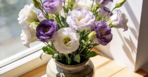 Eustoma wielkokwiatowa: jak uprawiać tę królową ogrodu i domu?