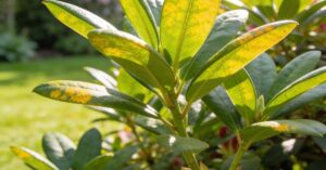 Rododendron żółkną liście: przyczyny i skuteczne rozwiązania