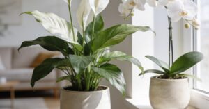 Białe kwiaty doniczkowe do domu: jak wybrać kwitnące piękno?