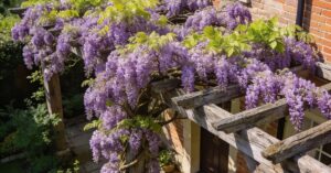 Wisteria uprawa i pielęgnacja: jak sadzić i pielęgnować tę roślinę?