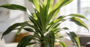 Dracena żółte liście: Kompleksowy przewodnik i metody ratowania rośliny