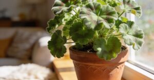 Kwiat anginka jak pielęgnować: poradnik uprawy i przycinania geranium