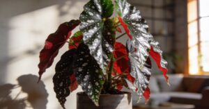 Begonia koralowa (Begonia maculata): uprawa i pielęgnacja Tamaya