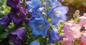 Dzwonek ogrodowy: uprawa, wysiew nasion i sadzenie kwiatów Campanula